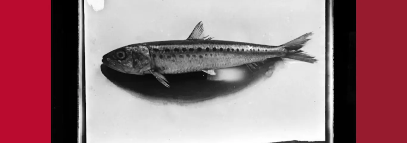 he sardine went from feeding the nation to oiling the weapons industry. National Maritime Museum of Korea, CC BY-NC