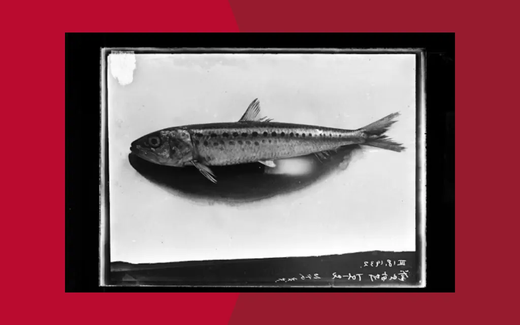 he sardine went from feeding the nation to oiling the weapons industry. National Maritime Museum of Korea, CC BY-NC