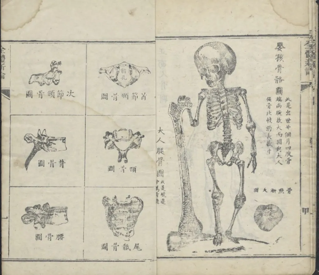 "Quanti Xinlun (全體新論, A New Treatise on Anatomy), a landmark 19th-century medical text compiled by the British medical missionary Benjamin Hobson (合信) and his Chinese collaborator Chen Xiutang (陳修堂). First published in China in 1851"
